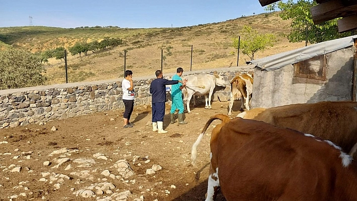 Elazığ'da Büyükbaş Hayvanlara Aşılama Çalışması