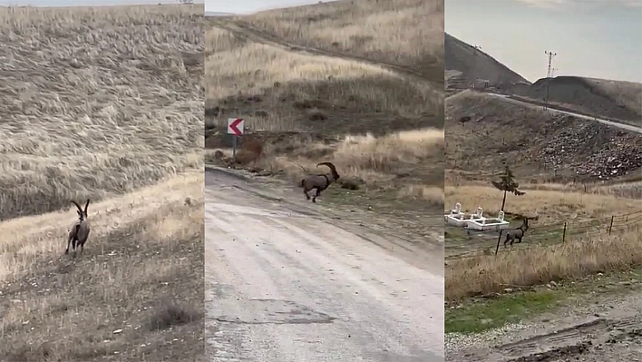 Elazığ'da Çengel Boynuzlu Dağ Keçisi Görüntülendi