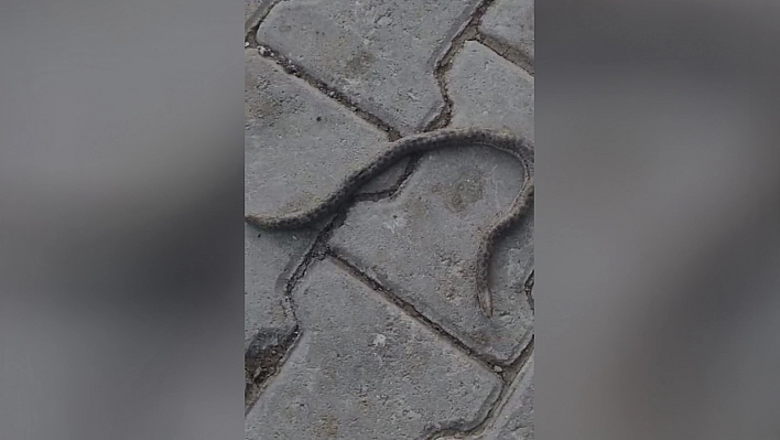 Elazığ'da çift başlı yılan tedirgin etti