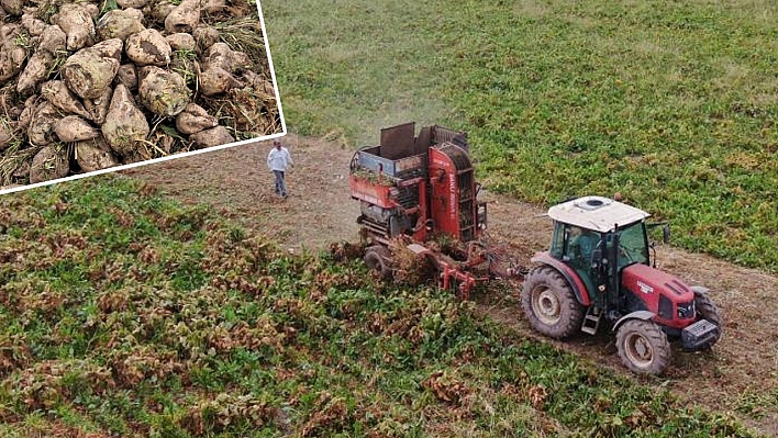 Elazığ'da çiftçilerin şeker pancarı mesaisi başladı