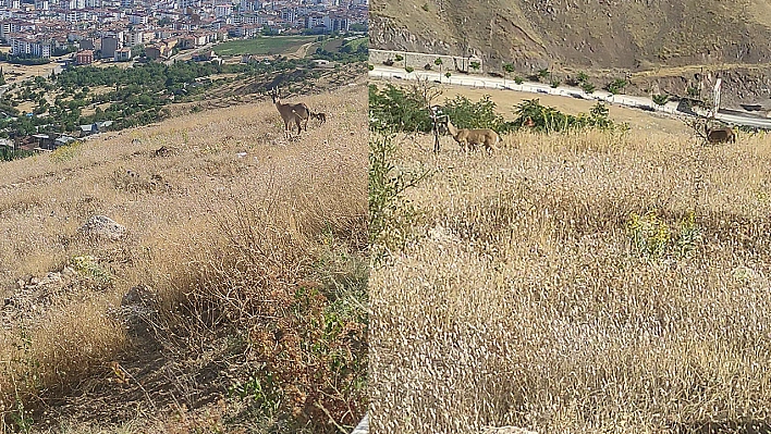 Elazığ'da Dağ Keçileri Görüntülendi