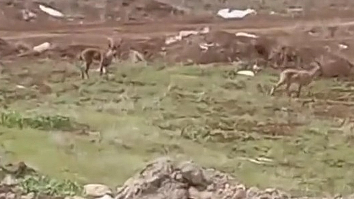 Elazığ'da dağ keçileri görüldü