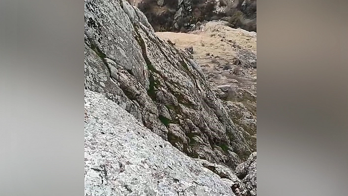 Elazığ'da dağ keçileri görüntülendi