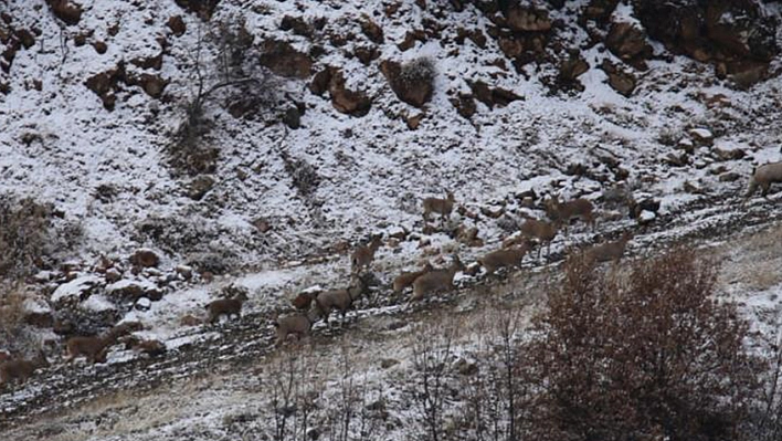 Elazığ'da dağ keçileri hummalı çalışmayla kontrol ediliyor