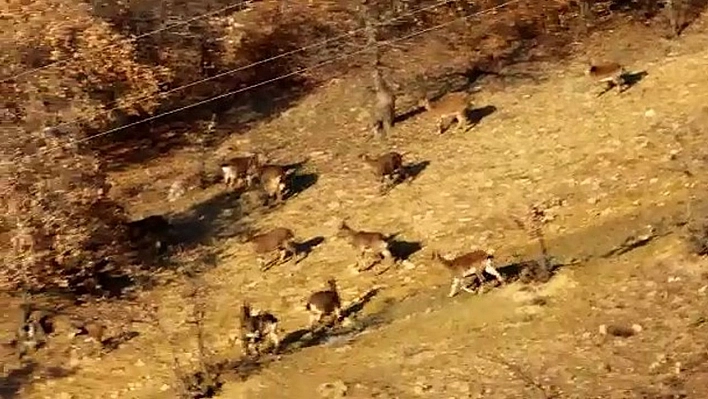 Elazığ'da dağ keçileri sürü halinde görüntülendi