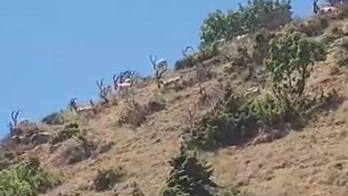 Elazığ'da dağ keçileri sürü halinde görüntülendi