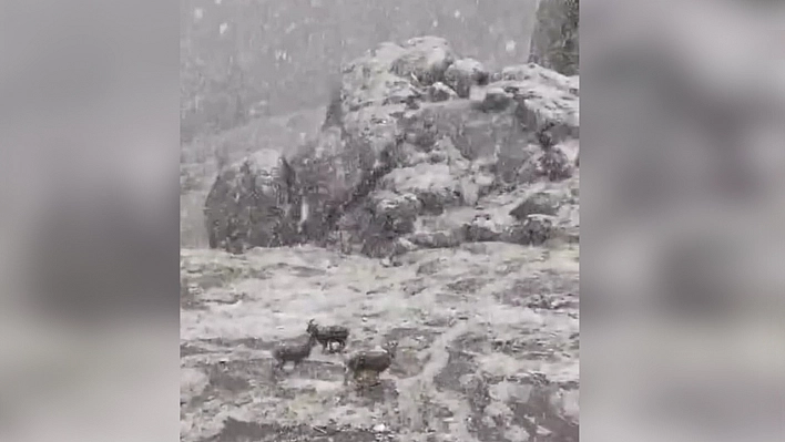 Elazığ'da dağ keçilerinin kar mesaisi