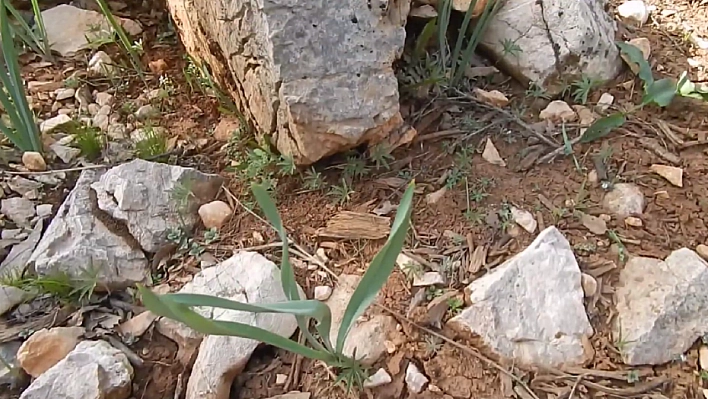 Elazığ'da dağlardan toplanıyor! Faydaları saymakla bitmiyor… Vücudun direnci artıyor