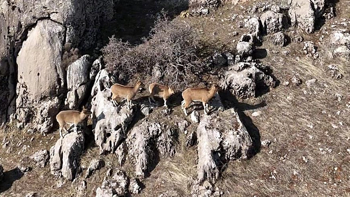 Elazığ'da dağların sahipleri havadan görüntülendi