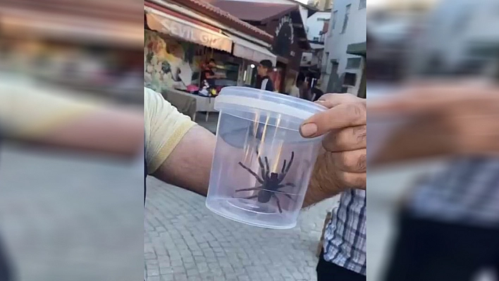 Elazığ'da dev etçil örümcek