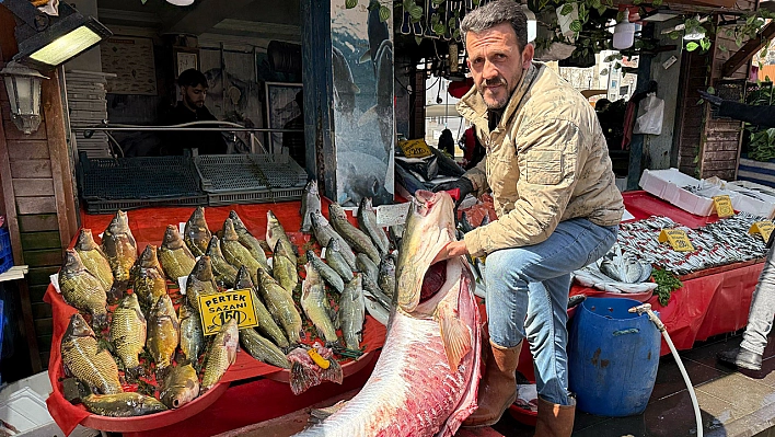 Elazığ'da dev turna balığı yakalandı