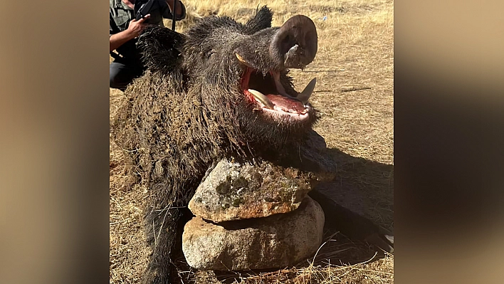 Elazığ'da dev yaban domuzu avlandı