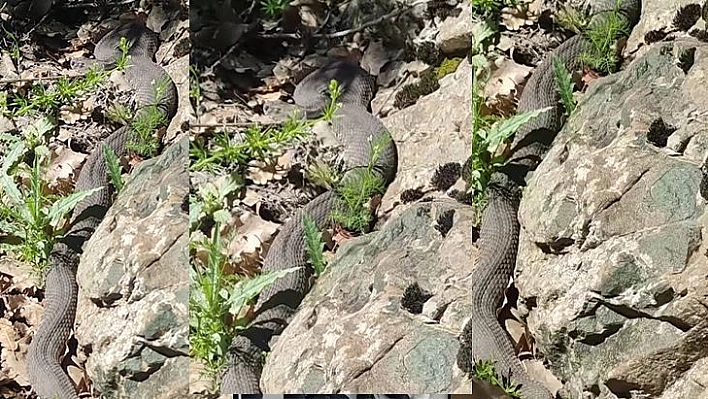 Elazığ'da Dev Yılan Paniği