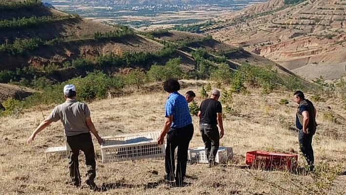 Elazığ'da Doğaya Keklik Salımı Gerçekleştirildi, Alan 3 Yıl Boyunca Ava Kapatıldı