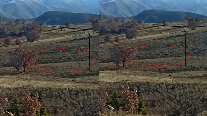 Elazığ'da Domuz Sürüsü Görüntülendi