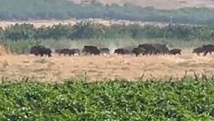 Elazığ'da domuz sürüsü görüntülendi