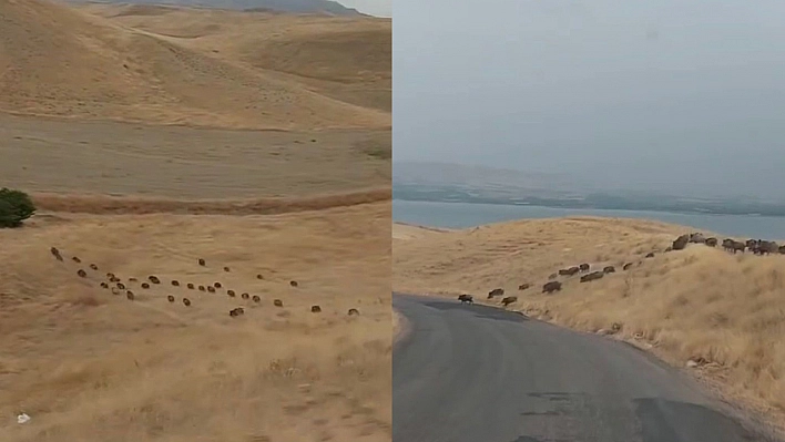 Elazığ'da Domuz Sürüsü Karayoluna Kadar İndi