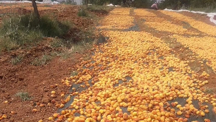 Elazığ'da Domuz Sürüsü Tonlarca Kayısıyı Çöp Etti