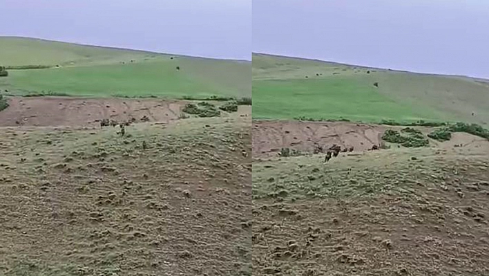 Elazığ'da Domuz Sürüsü Yerleşim Yerine Kadar İndi