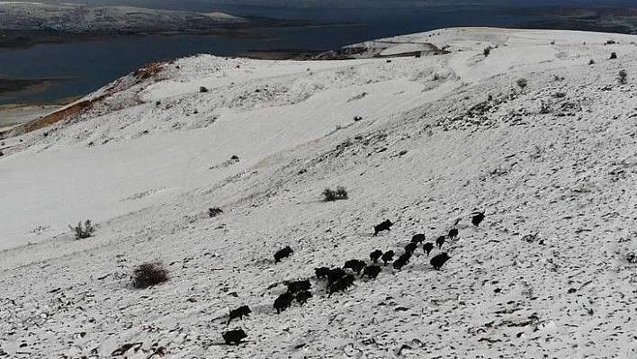 Elazığ'da domuz sürüsünün kaçışları drone ile böyle görüntülendi