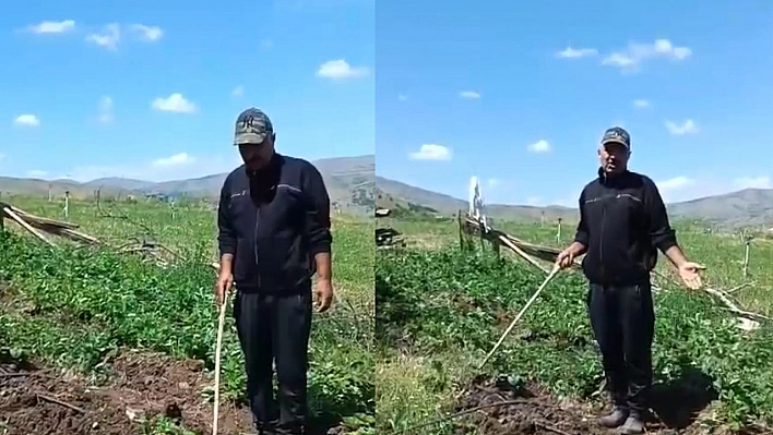 Elazığ'da domuzlar tarlayı bastı, çiftçi güldürdü