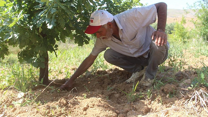 Elazığ'da Ektiği O Ürünün, 5 Yıldır Çıkmasını Bekliyor