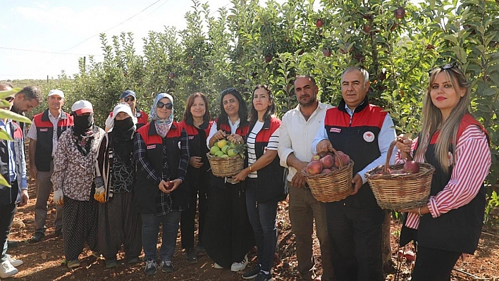 Elazığ'da elma hasadı başladı: Don zararı verimi düşürdü