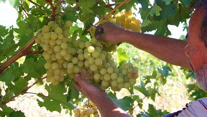 Elazığ'da 'En tatlı' hasat dönemi başladı