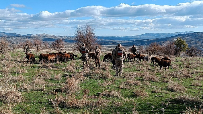 Elazığ'da Fırtına Sonrası Kaybolan Koyunları Jandarma Buldu