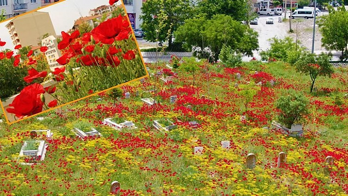 Elazığ'da Gelincikler Mezarlığı Kırmızıya Bürüdü