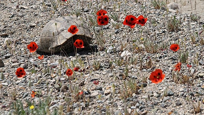 Elazığ'da Gelinciklerin Görsel Şöleni