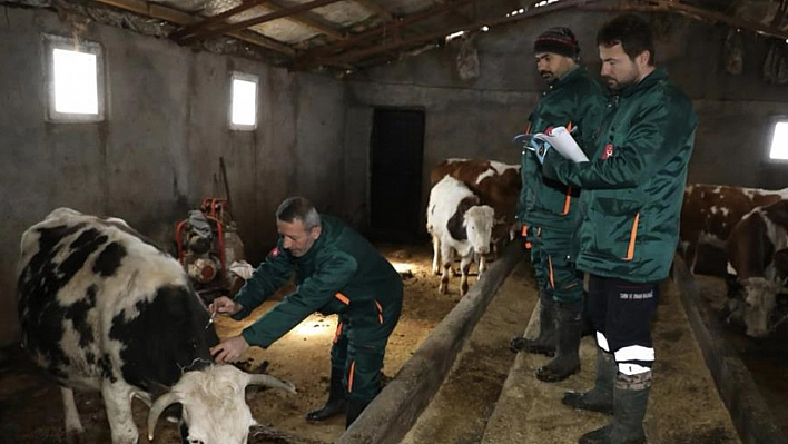 Elazığ'da geniş çaplı 'şap' mücadelesi