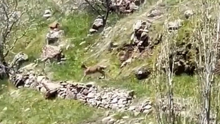 Elazığ'da Görenler Şaşkınlığını Gizleyemedi