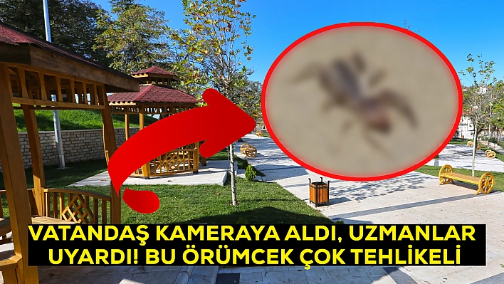Elazığ'da görüldü! Et yiyen örümcek olarak biliniyor: Zehrine karşı uyarı geldi
