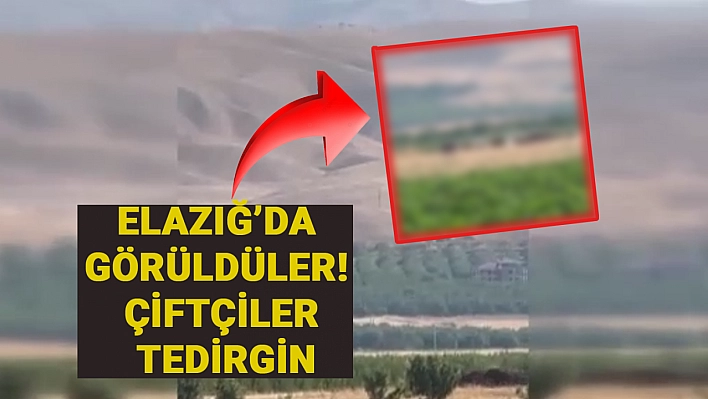 Elazığ'da görüldüler! Sürü halinde geziyorlar. Çiftçiler tedirgin