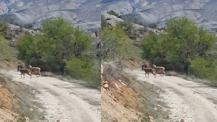 Elazığ'da Görülmeye Devam Ediyorlar