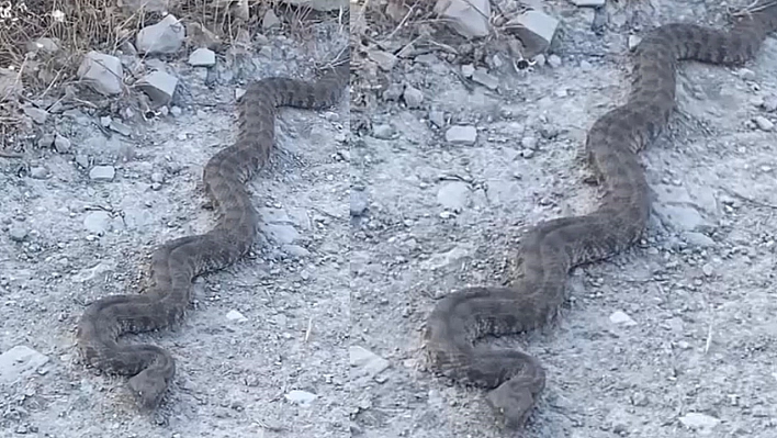 Elazığ'da görüntülenen yılan tedirgin etti
