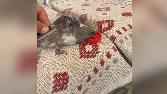 Elazığ'da gülümseten anlar