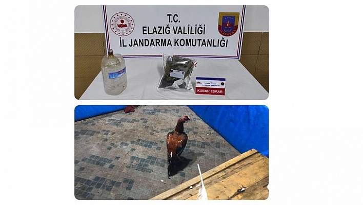 Elazığ'da Horoz Dövüşü Operasyonu: 17 Kişi Yakalandı