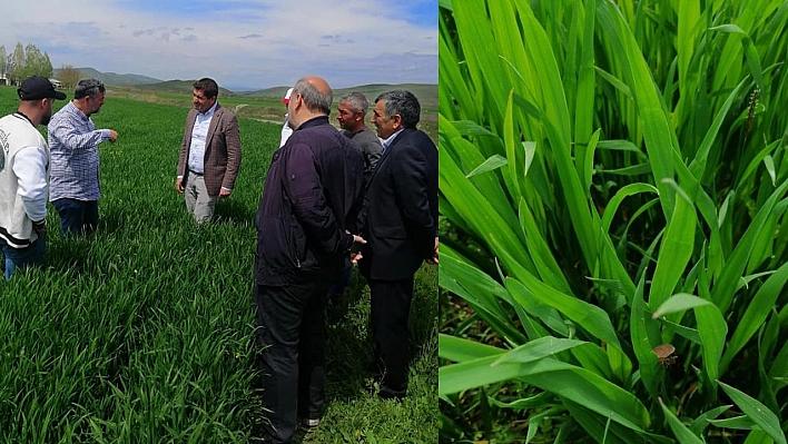 Elazığ'da Hububat Alanında Süne incelemesi Yapıldı