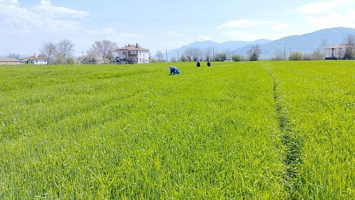 Elazığ'da Hububat Alanlarında Çalışmalar Sürüyor