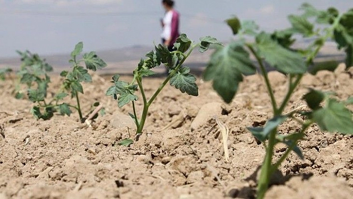 Elazığ'da ihracatın kızıl yıldızının fideleri toprakla buluştu