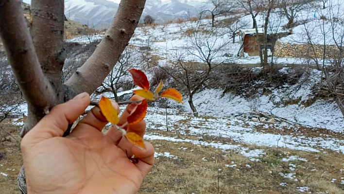 Elazığ'da İlginç Olay Görenler Şok Oldu