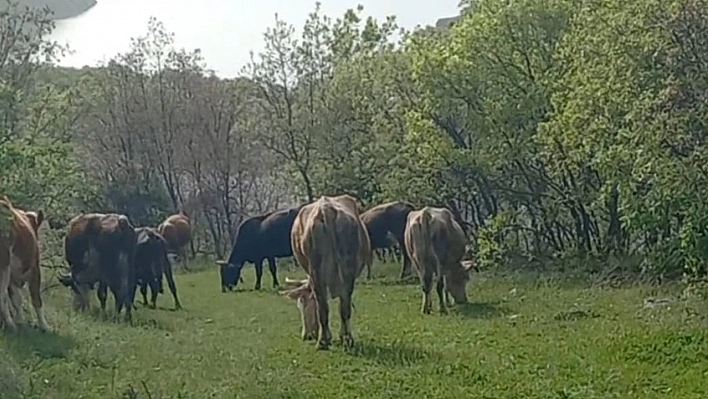 Elazığ'da İneklerini Otlatırken Yılan Soktu, Hastaneye Kaldırıldı