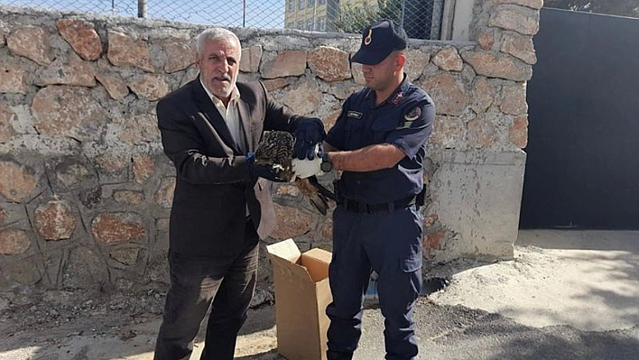 Elazığ'da Jandarmanın Bulduğu 2 Yaralı Baykuş Koruma Altına Alındı