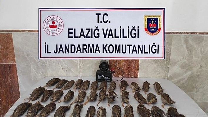 Elazığ'da Kaçak Bıldırcın Avına 8 Bin 220 Lira Ceza