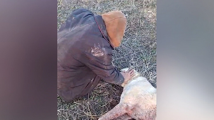 Elazığ'da kangal cinsi köpek tüfekle vuruldu