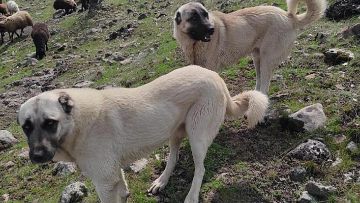 Elazığ'da kangal cinsi köpekleri tüfekle vurdular!