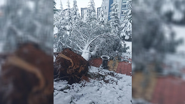 Elazığ'da kar yağışı sonrası ağaç devrildi