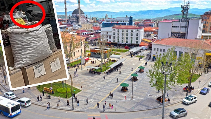 Elazığ'da karganın ceviz hırsızlığı kameraya yansıdı